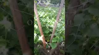 #лето моё хозяйство #огород