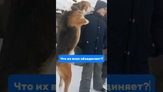 Инвалиды #приютдлясобак #helpanimals #помощьживотным #dogshelter #доброедело #творидобро #rescuedog