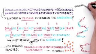 Cut and Paste: Explaining RNA Splicing