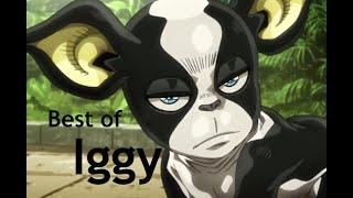 Best of Iggy | JoJo's Bizarre Adventure