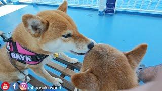 Raya grooming Shiro right on the ship ️