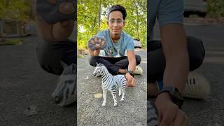 Rc Remote Control Zebra Unboxing