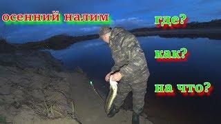 AUTUMN BURBOT!  Burbot fishing in the autumn on the donkey. Donkey on burbot.