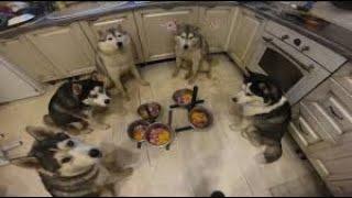 Pack of obedient huskies wait for command to eat