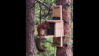 Лучшая кормушка для белок. squirrel feeder