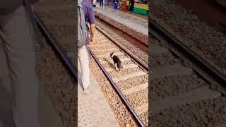 Vasai local train's speed reduced, dog's life saved due to driver's presence of mind #subscribe