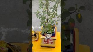 Tulsi vivah#ytshort #shorts #music #song #love #tulsivivah #tulsi#trending#trendigsong