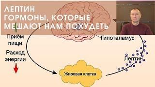 ЛЕПТИН. ГОРМОНЫ, КОТОРЫЕ МЕШАЮТ НАМ ПОХУДЕТЬ.