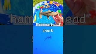Kids Learn | Sea Animal Names: Sperm Whale Hammerhead Shark Octopus Manta Ray Marine Iguana