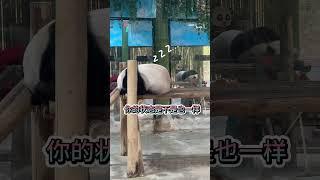 Sleeping pandas10月8日，灵岩迈迈国庆加班辛苦了 #panda #熊猫 #cute #熊猫界顶流 #funny #animals #搞笑 #可愛