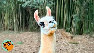 Huge Llama Rules Over Her Kingdom Of Alpacas! | Cuddle Buddies