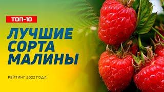 ТОП-10 Лучших Сортов Малины – Рейтинг 2022 года