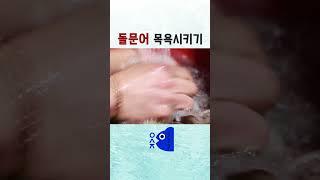돌문어 목욕시키기