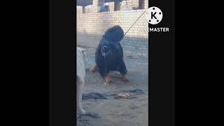 Kangal dog vs Tibetan mastiff vs alabai ||whatsapp status 