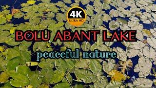 Green and Blue Intertwined - BOLU ABANT LAKE Walking Tour - Nature Turkey 2023