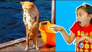 КОТЫ НЕВЕЗУЧИЕ vs ВЕЗУЧИЕ ! ЛУЧШИЙ НЕ ЗАСМЕЙСЯ ЧЕЛЛЕНДЖ! Funny Cats Попробуй не засмеяться Валеришка