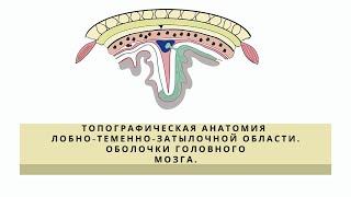 Топографическая анатомия лобно-теменно-затылочной области. Оболочки головного мозга.