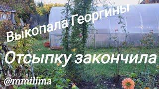 Георгины выкопала. Отсыпку под плитку закончила .#дача #висагинас #литва #уборкацветов