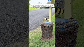 The man rescued a colony of bees and then...