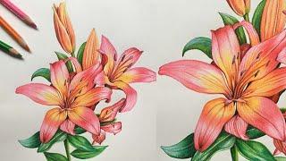 Lily Flowers Drawing in Colors Pencils | Flower Drawing | Camlin Triangular Color Pencils