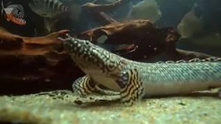 Мраморный бишир или полиптерус орнатипинис (Polypterus ornatipinnis) описание, содержание и уход