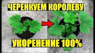 Размножение королевской пеларгонии черенками