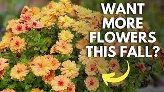 Four Summer Mum Care Tips For More Flowers This Fall! 