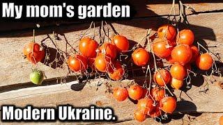 Modern Ukraine.  My Mother's Garden: Potatoes, Tomatoes and Corn #ukraine, #gardening