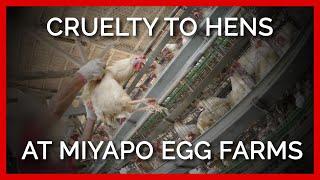 Cruelty to Hens at Miyapo Egg Farms