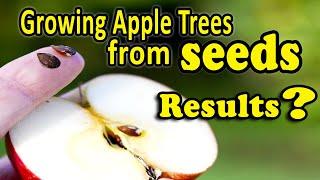 Growing an Apple Tree from Seeds | Fruit trees from Seeds - Yes, It’s Easy, but should you do it?