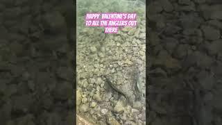 Happy Valentine’s Day y’all!!! #fishing #bassfishing #beautifulthings #lgfishing #shorts #bass #fish
