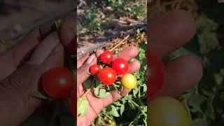 Natural Deshi Tometo #farming #tometo #tamatar