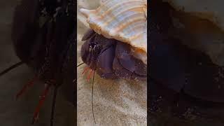 Crab in a super shell on the beach by the Hotel Sofitel Krabi Phokeethra Golf & Spa Resort #thailand