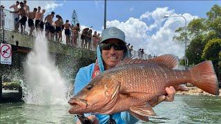 Catching GIANTS in Australia's Busiest Creek 