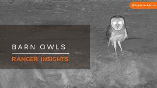 Africa's Western Barn Owl | Ranger Insights