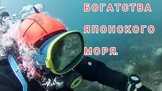 Богатства японского моря. Дайвинг Владивосток. Дайвинг в Приморье. Подводный мир дайвинг..