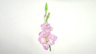 How to draw Gladiolus flower step by step ||very easy||