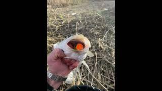 Spigola Spinning ! - Spigola adora il POPPER! - #seabass #shimanofishing #shimanostradic #spigola