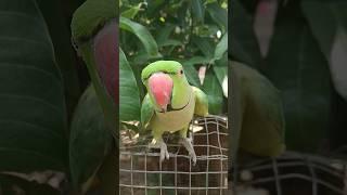 mitthu ki awaaz desi parrot sound #parrot #mitthu #viral #shorts