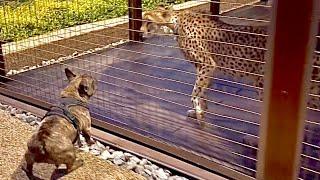 The first meeting of a cheetah and a dog! It looks like a hunt! A French bulldog came to visit Gerda