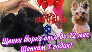 ЩЕНКИ ЙОРКА ОТ 0 до 12 мес| Щенкам уже 1 годик! Йоркширские терьеры ️