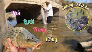 Thả Lưới Trong Cống Chúng Ổ Cá Rô Và Nhiều Rọn Bể  /Nhân Tạ Mốt