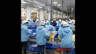LIVE: Asian Street Foods & Food Factory Processing 24/7 365 LIVE