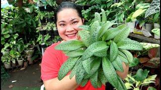 HAPPY NEW YEAR! Let's propagate FOREVER RICH and now selling THAILAND AGLAONEMAS.