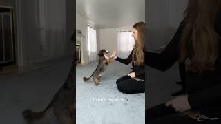 Tricks my dog can do  #dachshund