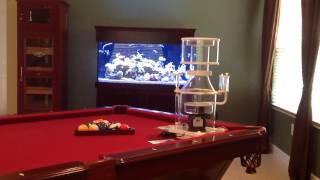 120g Reef Tank - Skimz SM203 skimmer - New Corals