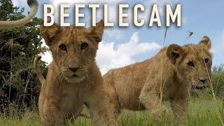 Ep. 15: BeetleCam | ROAM with Xtina Parks