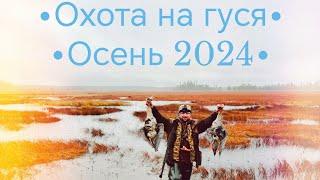 Охота на гуся ОСЕНЬ 2024!!! Карелия!!! #goosehunt #hunting #охота #охотанагуся