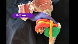 Gluteal Ultrasound (Subgluteal space and sciatic nerve sonography) BRoche 2019