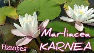 Кувшинка (нимфея) Марлиасеа Карнеа.   Water lily (Nymphaea) Marliacea Carnea